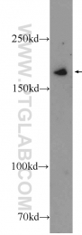 25930-1-AP - IQGAP3