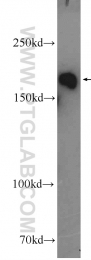 25930-1-AP - IQGAP3