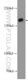 25930-1-AP - IQGAP3