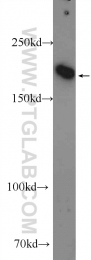 25930-1-AP - IQGAP3