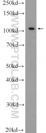23829-1-AP - IREB2