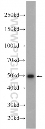 11335-1-AP - IRF1