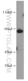 13698-1-AP - IRF2BP1