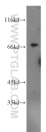 13698-1-AP - IRF2BP1