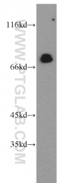 13698-1-AP - IRF2BP1