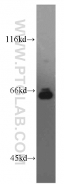 13698-1-AP - IRF2BP1