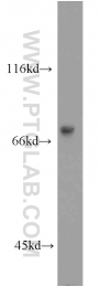 13698-1-AP - IRF2BP1