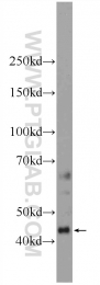 11312-1-AP - IRF3