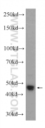 11312-1-AP - IRF3