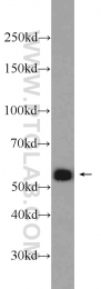 11312-1-AP - IRF3