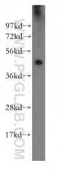 11312-1-AP - IRF3