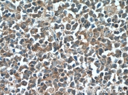 22392-1-AP - IRF7
