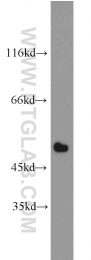 14167-1-AP - IRF9 / ISGF3G