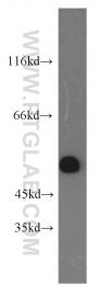 14090-1-AP - IRGC