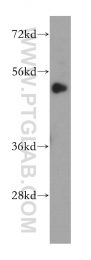 14090-1-AP - IRGC