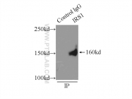17509-1-AP - IRS1
