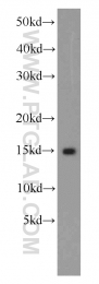 15981-1-AP - ISG15 / G1P2