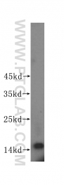 15981-1-AP - ISG15 / G1P2