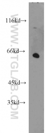 14142-1-AP - ISYNA1 / INO1