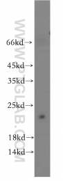 12300-1-AP - ITGB1BP1 / ICAP1