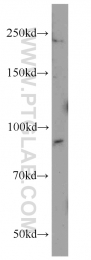 19695-1-AP - Integrin beta-6 / ITGB6