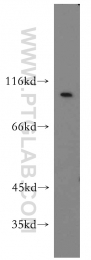 19695-1-AP - Integrin beta-6 / ITGB6
