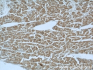 11770-1-AP - Intelectin-1 / Omentin