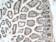 11770-1-AP - Intelectin-1 / Omentin