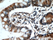 11770-1-AP - Intelectin-1 / Omentin