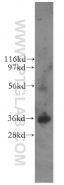 11770-1-AP - Intelectin-1 / Omentin