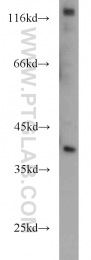 11770-1-AP - Intelectin-1 / Omentin