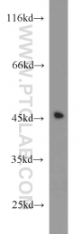 14407-1-AP - ITM2A