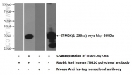 13601-1-AP - ITM2C / BRI3
