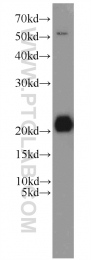 16134-1-AP - ITPA