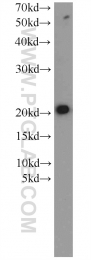 16134-1-AP - ITPA