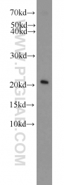 16134-1-AP - ITPA