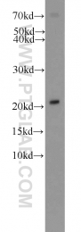 16134-1-AP - ITPA