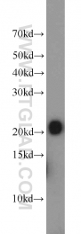 16134-1-AP - ITPA