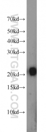 16134-1-AP - ITPA