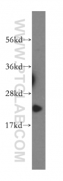16134-1-AP - ITPA