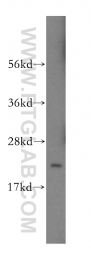 16134-1-AP - ITPA