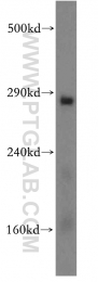 19962-1-AP - IP3 receptor 1 / ITPR1