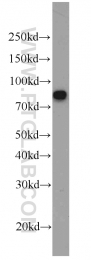 55328-1-AP - Involucrin / IVL