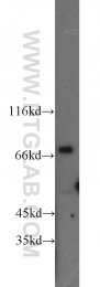 55328-1-AP - Involucrin / IVL