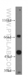 14741-1-AP - IVNS1ABP