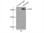 10023-1-AP - MAPK8 / JNK1