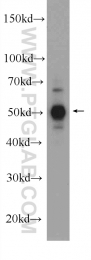 10023-1-AP - MAPK8 / JNK1