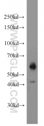 10023-1-AP - MAPK8 / JNK1