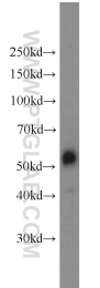 10023-1-AP - MAPK8 / JNK1