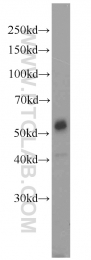 10023-1-AP - MAPK8 / JNK1